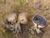 pestřec bradavčitý (Houby), Scleroderma verrucosum (Bull.) ex Pers. (Fungi)